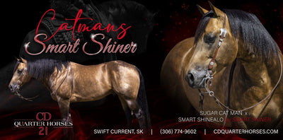 Arena Banners | Sponsor Banner