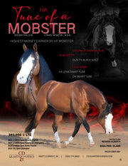 Graphic Design | Stallion Ad