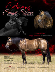 Graphic Design | Stallion Ad