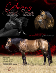 Graphic Design | Stallion Ad