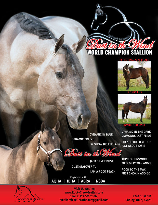 Graphic Design | Stallion Ad